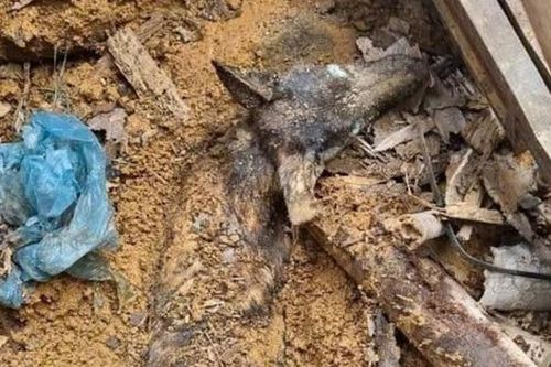 Nghị lực sống phi thường của chú chó bị vùi lấp 9 ngày trong ngôi nhà bị sạt lở tại Yên Bái