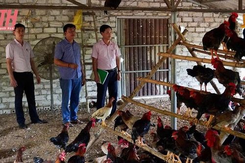 Như Thanh và chặng 'nước rút' về đích NTM