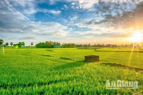 'Đã mắt' với cánh đồng lúa