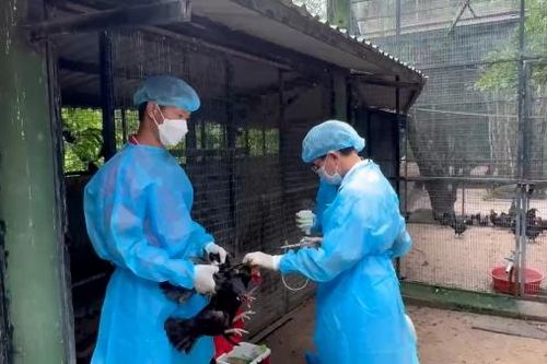 Tiêm vaccine phòng cúm cho toàn bộ gia cầm nuôi tại Khu du lịch Vườn Xoài