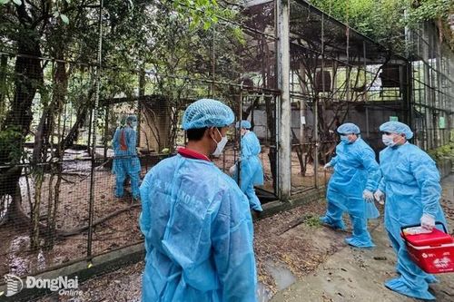 Hoàn tất tiêm vaccine phòng cúm cho toàn bộ gia cầm nuôi tại Khu du lịch Vườn Xoài