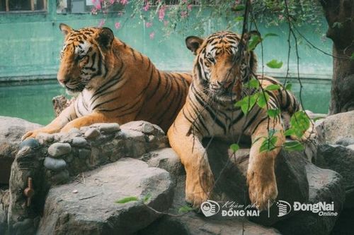 Ngắm vẻ đẹp của các loài động vật hoang dã ở vườn thú lớn nhất Đồng Nai