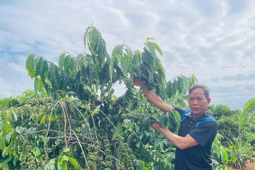 Nông dân Ia Khươl nâng cao thu nhập nhờ chuyển đổi cây trồng hiệu quả