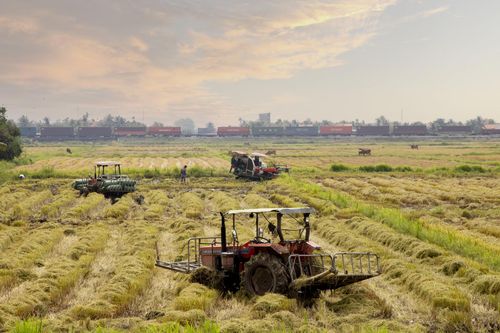 Tập trung thu hoạch lúa hè thu