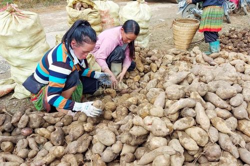 Nông dân Bát Xát thu hoạch sâm đất đầu vụ