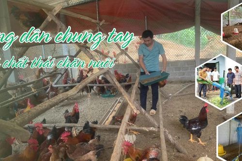 Nông dân chung tay xử lý chất thải chăn nuôi