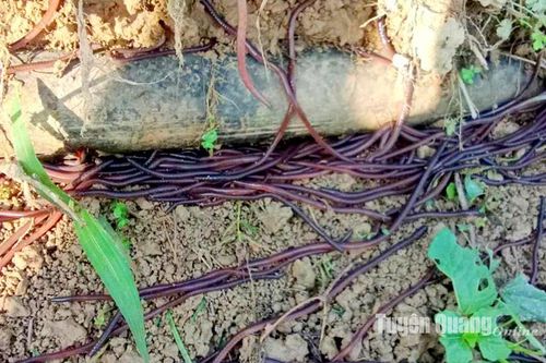 Hàng nghìn con giun chui lên mặt đất tại Thành Long