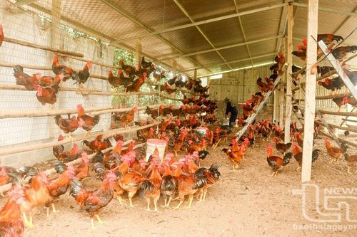 Nhanh chóng tái đàn để đảm bảo kế hoạch sản xuất chăn nuôi