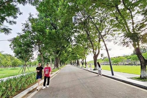 Chim và cây trong thành phố