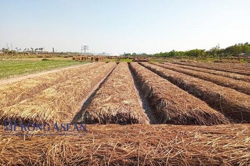 Nâng cao giá trị hành, tỏi Kinh Môn ở Hải Dương
