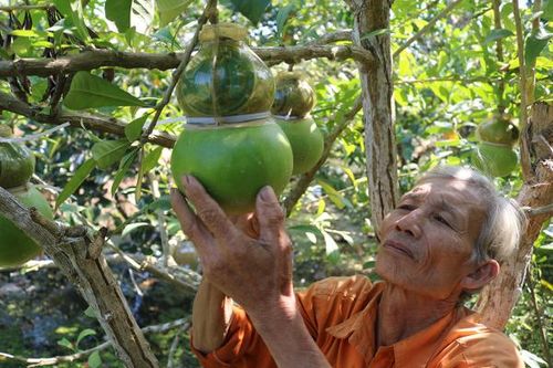 Trái ngược thị trường cây, trái 'độc, lạ' dịp Tết 2025