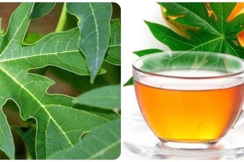 Uống nước lá đu đủ hàng ngày có tốt cho sức khỏe?