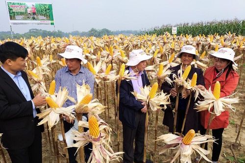 Công nghệ sinh học làm thay đổi diện mạo ngành nông nghiệp thế giới
