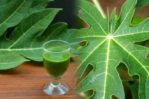 Uống nước lá đu đủ hàng ngày có tốt không?