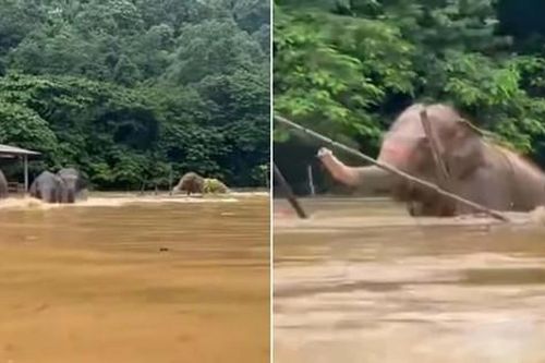 Bầy voi đang chạy lụt ở Thái Lan vẫn cố dừng lại giúp chú voi mù, ai cũng xúc động