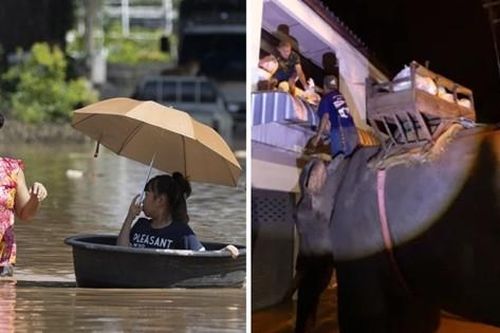 Voi lội qua nước lụt kỷ lục ở Thái Lan mang nhu yếu phẩm đến giúp người dân