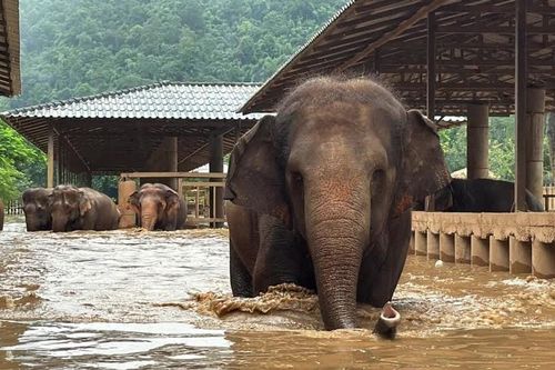 Nước sông Ping tràn vào thành phố du lịch Chieng Mai