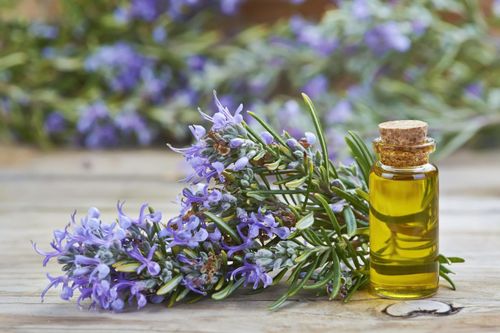 7 ích lợi đáng ngạc nhiên của tinh dầu hương thảo