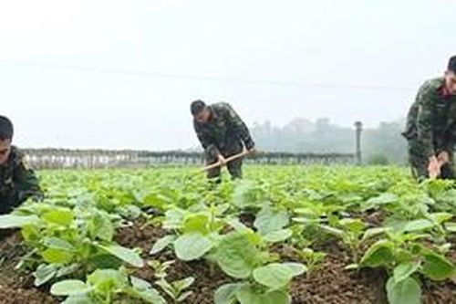 'Xanh' lại vườn giàn ở Sư đoàn 316 (Quân khu 2)