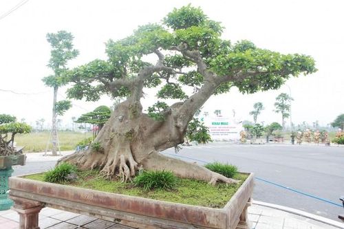 Sững sờ cây sung trăm tuổi giá 10 tỷ của đại gia Hà Nội