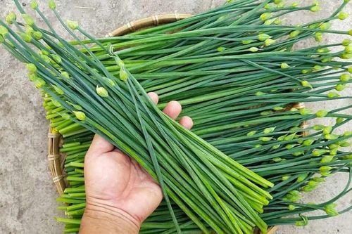 Nhóm nghiên cứu trường đại học trích ly hoạt chất quý từ lá hẹ