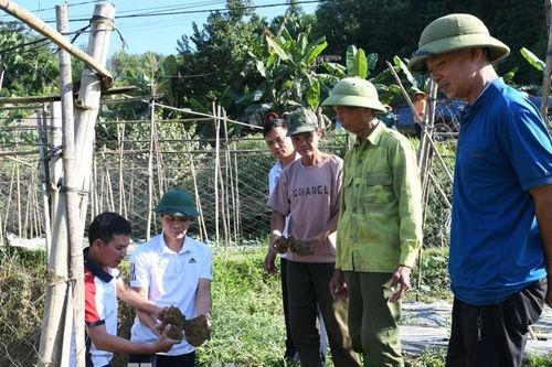 Xác định nguyên nhân khiến giun chui lên mặt đất tại Tuyên Quang