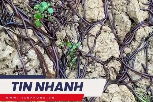 TIN NHANH: Nguyên nhân hàng nghìn con giun chui lên mặt đất khiến người dân lo lắng
