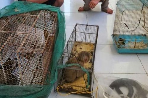 Bắt quả tang 2 đối tượng săn bắt, vận chuyển nhiều động vật rừng nguy cấp, quý hiếm