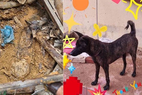 Chú chó sống sót diệu kỳ sau 9 ngày bị vùi lấp ở Yên Bái
