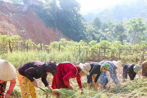 Người dân vùng lũ Tương Dương bới đất tìm từng bông lúa