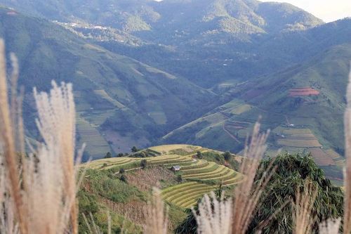 Sơn La: Mùa lúa chín nơi rẻo cao Bắc Yên