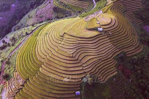 Mùa lúa chín nơi rẻo cao Bắc Yên