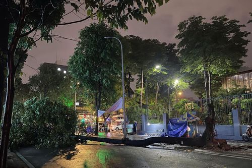 TP Hồ Chí Minh: Cây xanh ngã đổ trong mưa đè trúng 4 người