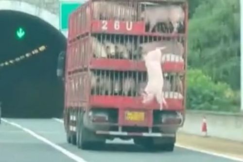 Clip: Lợn bất ngờ nhảy khỏi xe tải đang chạy trên đường