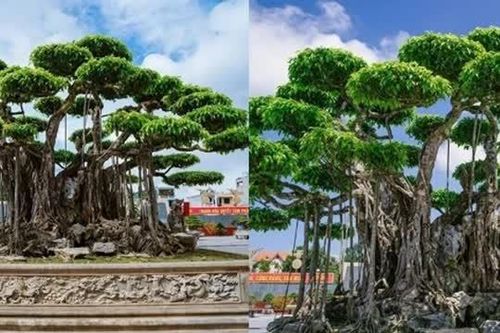 Cây cảnh đắt giá nhất Việt Nam: Giá trị nghe mà choáng váng, mang ý nghĩa vô cùng đặc biệt