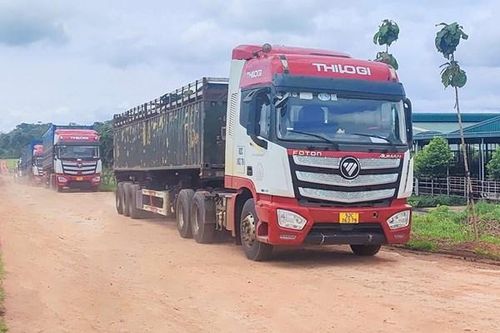 THILOGI vận chuyển hơn 2.800 con bò sang Campuchia