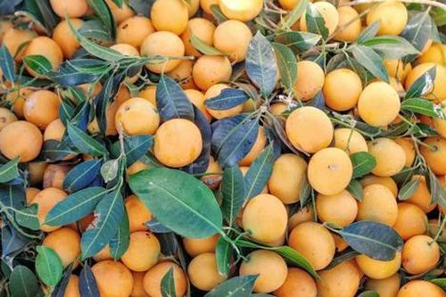 Loại quả xưa chín rụng chẳng ai ăn, giờ thành đặc sản được du khách yêu thích, 150.000 đồng/kg