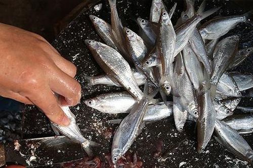 Loại cá xưa đầy ít ai biết, giờ thành đặc sản được dân thành phố lùng mua, 200.000 đồng/kg