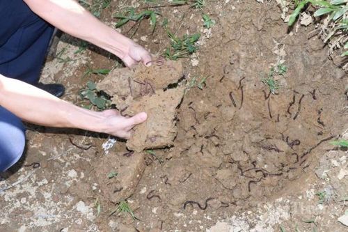 Tuyên Quang: Xác định nguyên nhân giun chui lên mặt đất khiến người dân hoang mang