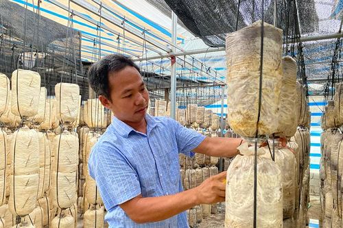 Thanh niên trồng nấm làm giàu cho quê hương