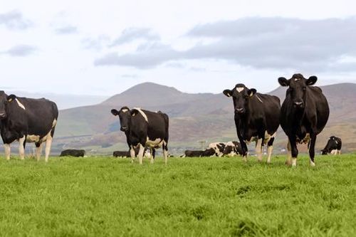 Việt Nam – Ireland tăng cường thúc đẩy hợp tác trong ngành thực phẩm, đồ uống