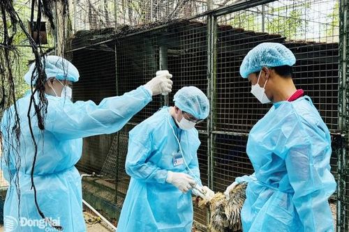 Chi cục trưởng Chi cục Chăn nuôi và thú y Đồng Nai Nguyễn Trường Giang: Cần nhanh chóng phòng, chống dịch cúm gia cầm