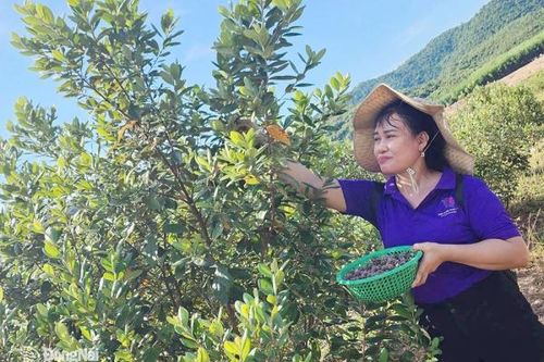 Khai thác lợi ích kinh tế từ cây sim rừng