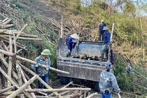 Tập trung khôi phục sản xuất lâm nghiệp