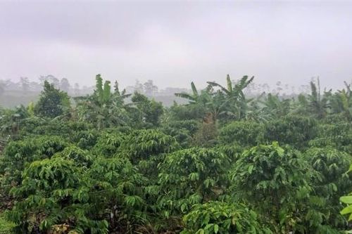 Bảo Lâm: Một hộ dân buộc phải trả lại hơn 1,2 ha đất rừng lấn chiếm