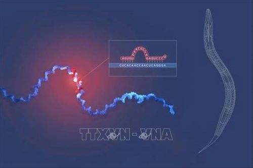 Nobel 2024: Những thành tựu đột phá mở ra tương lai tươi sáng trong lĩnh vực khoa học