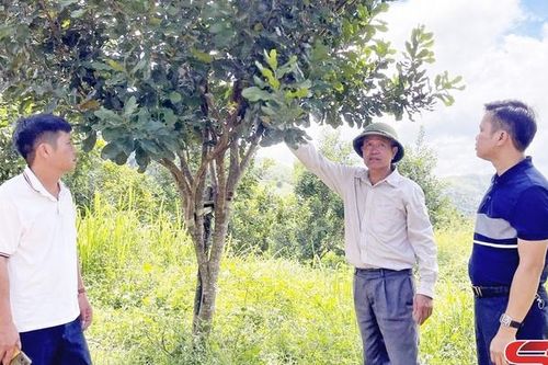 Cây mắc ca trên đất Quỳnh Nhai