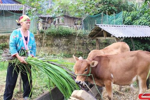 Co Mạ nỗ lực giảm nghèo