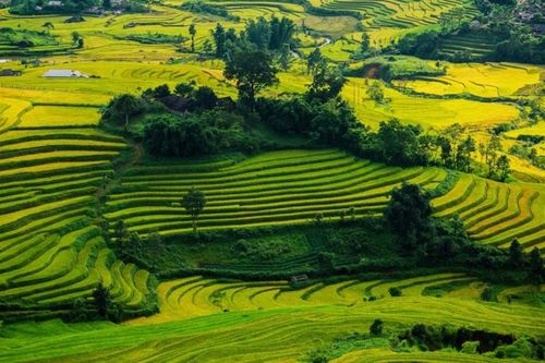 Lai Châu mùa vàng