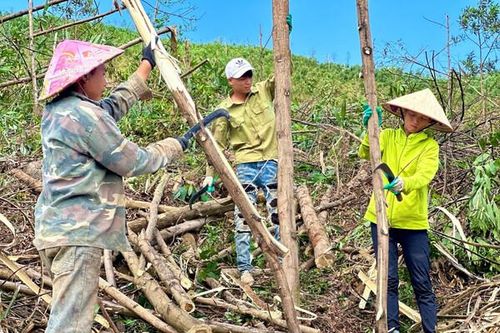 Quảng Ninh: Phát động đợt cao điểm 30 ngày đêm tận thu lâm sản bị thiệt hại do bão số 3